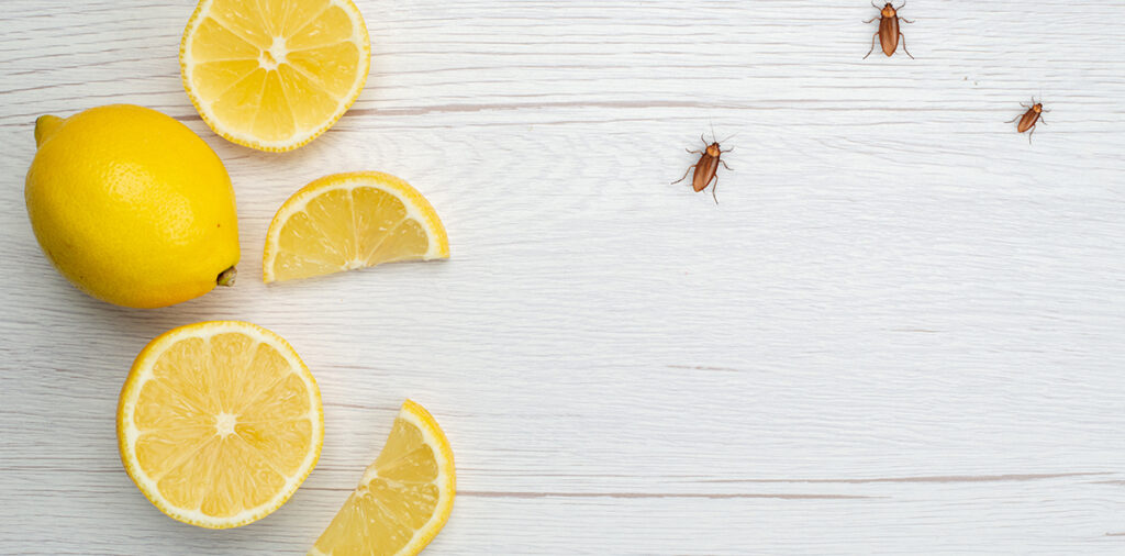 Πως να απωθήσετε τις κατσαρίδες…με λεμόνι