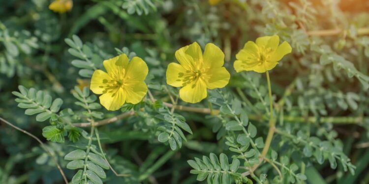 Τριβόλι: Το βότανο που ενισχύει τις επιδόσεις σας - αθλητικές... και όχι μόνο!