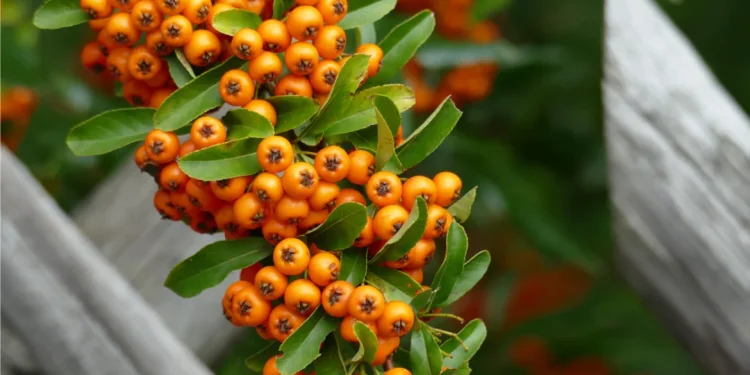 Ιπποφαές: Τι είναι και πού μας ωφελεί