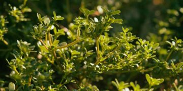 Γλιστρίδα, ένα πανάρχαιο θεραπευτικό φυτό