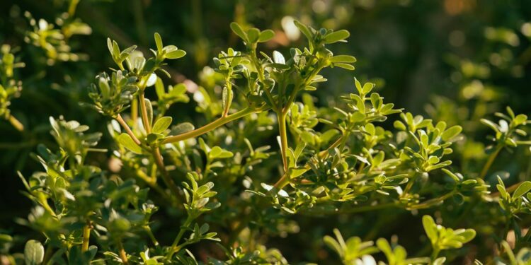 Γλιστρίδα, ένα πανάρχαιο θεραπευτικό φυτό