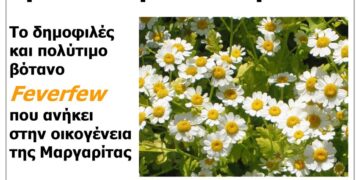 Χρυσάνθεμο το Παρθένιο: Ένα πολύτιμο βότανο