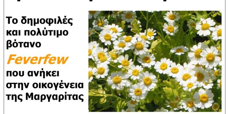 Χρυσάνθεμο το Παρθένιο: Ένα πολύτιμο βότανο