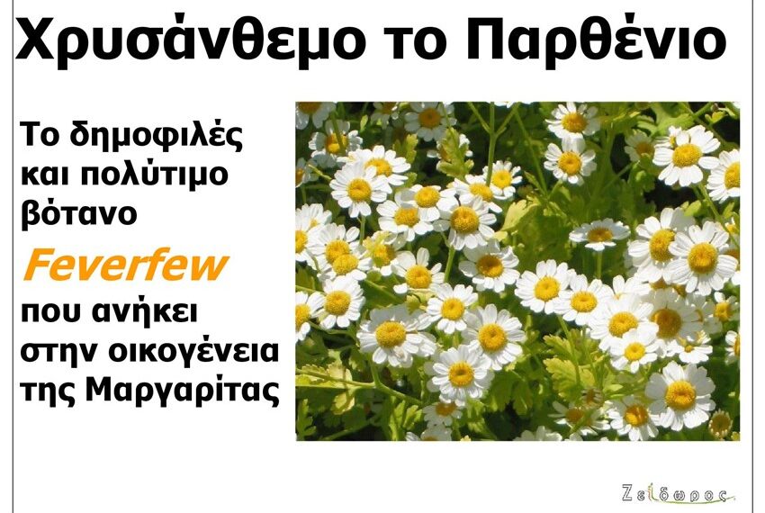 Χρυσάνθεμο το Παρθένιο: Ένα πολύτιμο βότανο