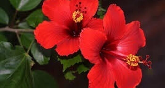 Ιβίσκος: Οι θεραπευτικές και ευεργετικές του ιδιότητες