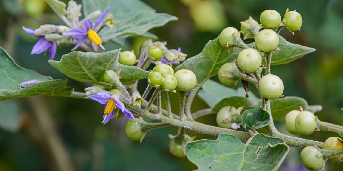 Μπελαντόνα: Ένα δηλητηριώδες αλλά και θεραπευτικό φυτό