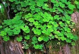 Τριφύλλι: Ιδιότητες και χρήσεις