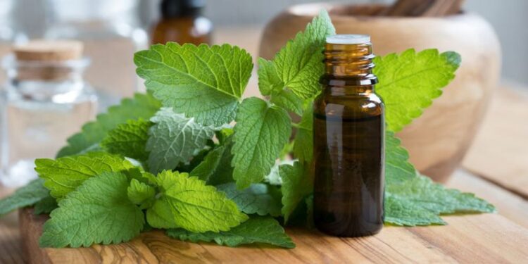 Μελισσόχορτο: Ιδιότητες και οφέλη