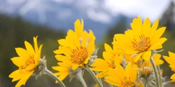 Το φαρμακευτικό φυτό άρνικα και οι θεραπευτικές του ιδιότητες