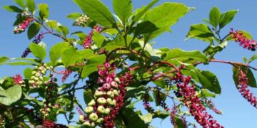 Φυτολάκα: Ένα τοξικό φυτό με πλούσιες φαρμακευτικές ιδιότητες