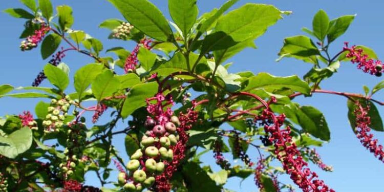 Φυτολάκα: Ένα τοξικό φυτό με πλούσιες φαρμακευτικές ιδιότητες