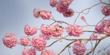 Ιπέροξο (Pau D'Arco): Το τσάι των Ινκας