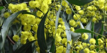 Ακακία ή Μιμόζα ή Γαζία (Acacia robusta): Ένα βότανο με αντιφλεγμονώδεις ιδιότητες