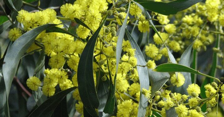 Ακακία ή Μιμόζα ή Γαζία (Acacia robusta): Ένα βότανο με αντιφλεγμονώδεις ιδιότητες