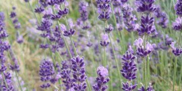 Λεβάντα: Τα εντυπωσιακά της οφέλη