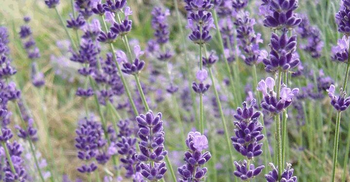 Λεβάντα: Τα εντυπωσιακά της οφέλη