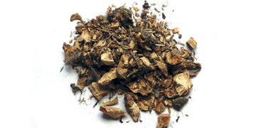 Άκορος ή Κάλαμος: Οι θεραπευτικές του ιδιότητες