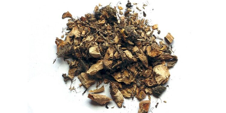 Άκορος ή Κάλαμος: Οι θεραπευτικές του ιδιότητες