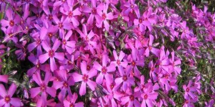 Επιλόβιο: Το βότανο που προστατεύει τον προστάτη και το ουροποιητικό