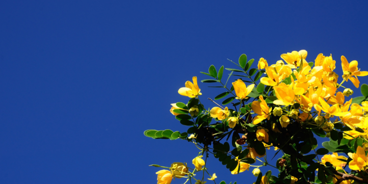 Φύλλα Αλεξανδρείας (ή σέννα): Το βότανο για τη δυσκοιλιότητα!