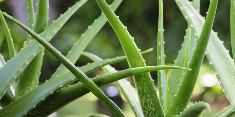 Αλόη βέρα: Ένα θαυματουργό για την υγεία μας φυτό