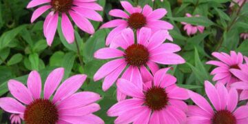 Εχινάκεια: Ο ισχυρός σύμμαχος του ανοσοποιητικού μας συστήματος