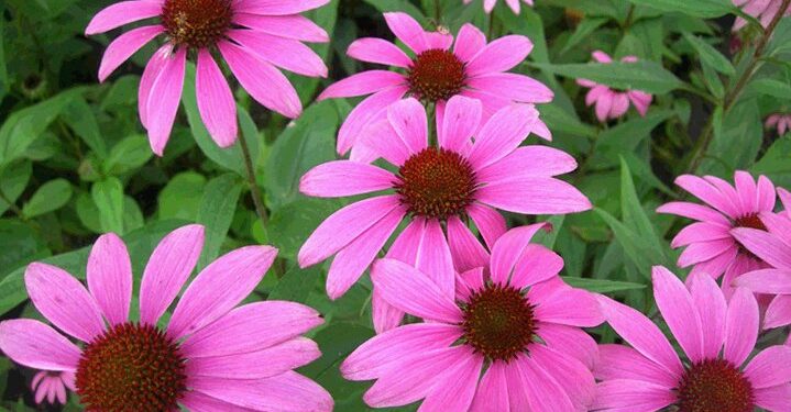 Εχινάκεια: Ο ισχυρός σύμμαχος του ανοσοποιητικού μας συστήματος