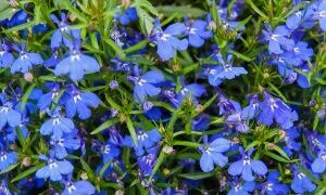 Λομπέλια (Lobelia inflata): Ένα βότανο αποχρεμπτικό, ιδανικό για Άσθμα, Βρογχίτιδα, ΧΑΠ
