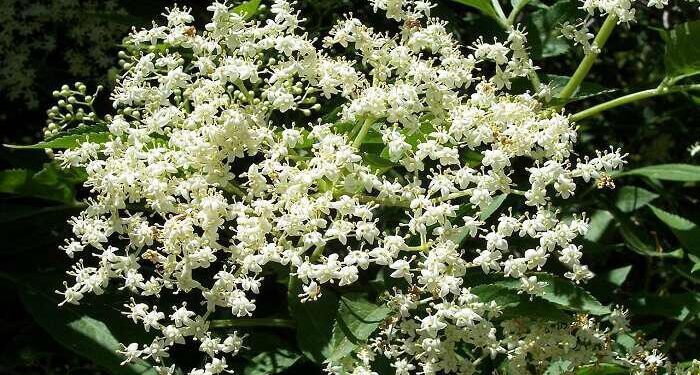 Zαμπούκος: Ιδανικός για ισχυρό ανοσοποιητικό σύστημα