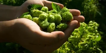 Λυκίσκος: Τα μεγάλα οφέλη του για την υγεία μας