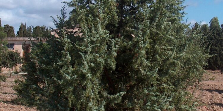 Άρκευθος (ή κεδροκούκουτσο): Ένα φυτό με πολλές θεραπευτικές ιδιότητες