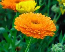 Καλέντουλα: Το βότανο του δέρματος