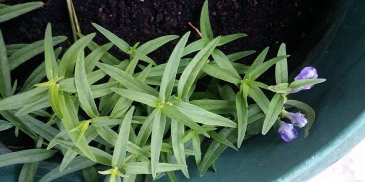 Σκουτελάρια: Το ηρεμιστικό της φύσης