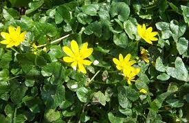 Φικάρια ή Ζοχαδόχορτο: Ένα από τα πιο αποτελεσματικά βότανα για την αντιμετώπιση των αιμορροίδων    