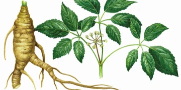 Ginseng: Το Φυτό της Ενέργειας και της Ευεξίας