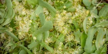 Τίλιο ή Φλαμούρι ή Φιλύρα (Tilia europea): Ένα φυσικό χαλαρωτικό και αντιπυρετικό βότανο