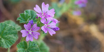Μολόχα: Οι θεραπευτικές ιδιότητες και οι χρήσεις της