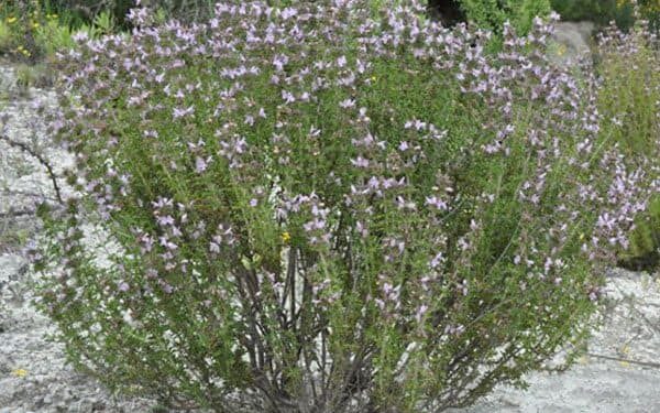 Θρούμπι: Ένα αρωματικό φυτό με ξεχωριστό άρωμα