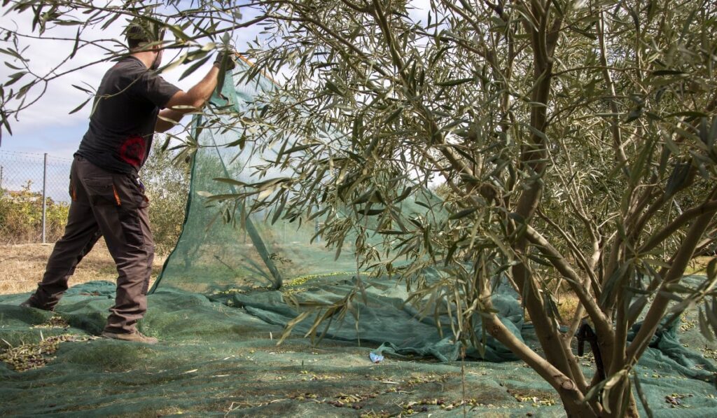 Καβάλα: Έκλεψαν από ελαιόδενδρα τρεις τόνους ελιές