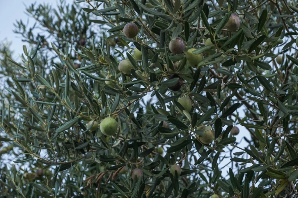 Αχαΐα: Νέο κρούσμα κλοπής ελαιοκάρπου - Έκλεψαν 10 τόνους ελιές - Τις πήγαν σε ελαιοτριβείο και πούλησαν το λάδι