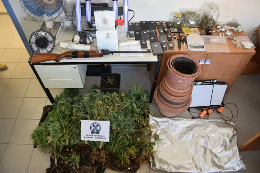 Αρτέμιδα: Συνελήφθη 50χρονος που καλλιεργούσε δενδρύλλια κάνναβης σε αυτοσχέδιο εργαστήριο σε σπίτι