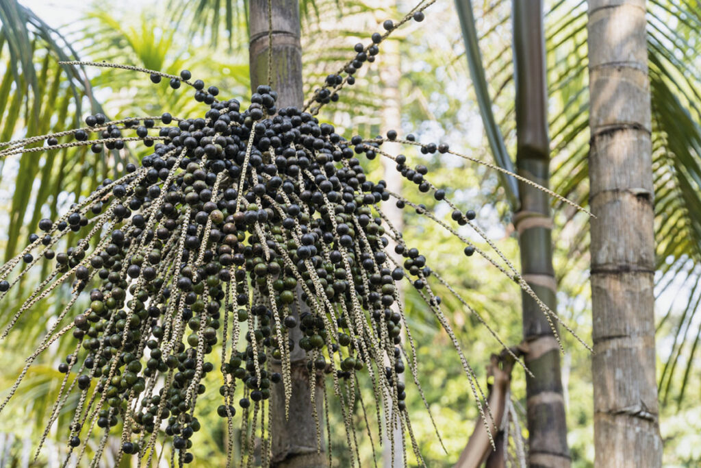 Acai berry: Ένας υπέροχος καρπός που προφυλάσσει το ανοσοποιητικό και ανεβάζει τη λίμπιντο