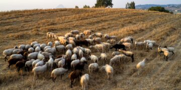 Απώλειες 158.000 αιγοπροβάτων σε 14 μήνες – Οι δικαιούχοι αποζημιώσεων αναμένεται να αποζημιωθούν σύντομα