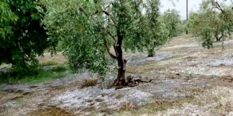Ισχυρή χαλαζόπτωση στη Χαλκιδική - Μεγάλες ζημίες σε καλλιέργειες ελιάς