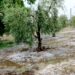Ισχυρή χαλαζόπτωση στη Χαλκιδική - Μεγάλες ζημίες σε καλλιέργειες ελιάς