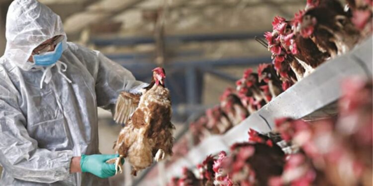 Η Ιαπωνία αποφάσισε να αναστείλει τις εισαγωγές πουλερικών από τη Βραζιλία, εξ' αιτίας της γρίπης των πτηνών