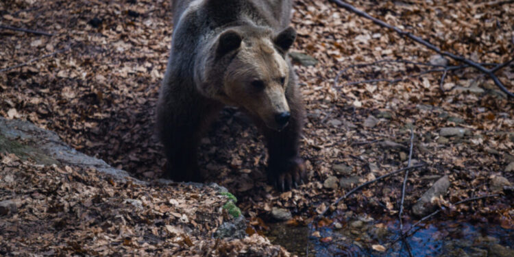 Άγνωστοι πυροβόλησαν και σκότωσαν νεαρή αρκούδα στη Λιθιά Καστοριάς