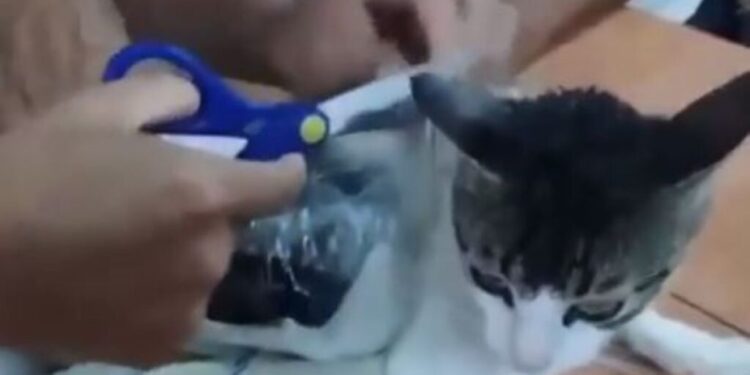 Κόστα Ρίκα: Συνελήφθη... γάτα «βαποράκι» που μετέφερε ναρκωτικά σε φυλακή