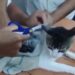 Κόστα Ρίκα: Συνελήφθη... γάτα «βαποράκι» που μετέφερε ναρκωτικά σε φυλακή
