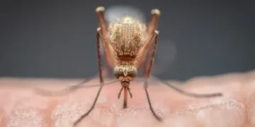 Σιτρονέλα: Το φυτό που διώχνει τα κουνούπια